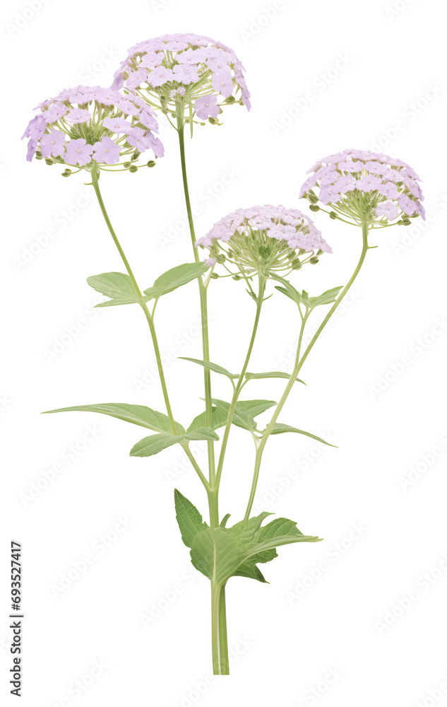 verbena flower isolated on white