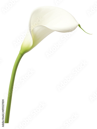 Fototapeta white calla lily isolated on white