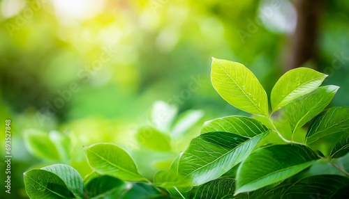 amazing nature view of green leaf on blurred greenery background in garden and sunlight with copy space using as background natural green plants landscape ecology fresh wallpaper concept © Debbie