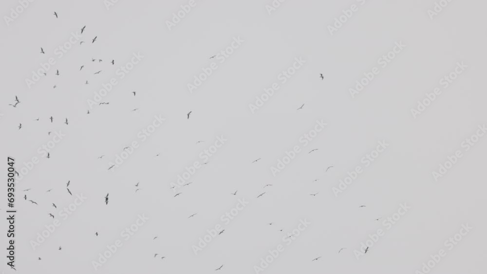 formation of seagulls flying in the cloudy winter sky. formation of seagulls flying in the cloudy winter sky.