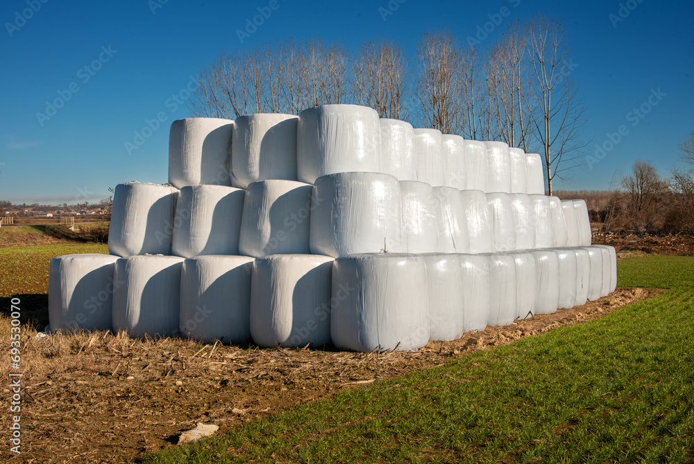 Bales of hay wrapped in white plastic and stacked as a winter supply in a field in the Po Valley, in the province of Cuneo, Italy, under a blue sky Bales of hay wrapped in white plastic and stacked as a winter supply in a field in the Po Valley, in the province of Cuneo, Italy, under a blue sky
