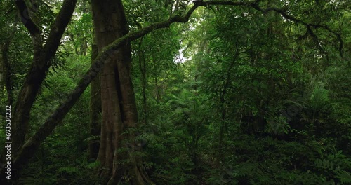  Tropical forest interior. Background of a rainforest. Drone view of Bali. photo