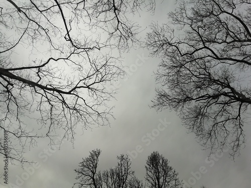 Harmony of tree branches and sky in winter. © Hamiyet