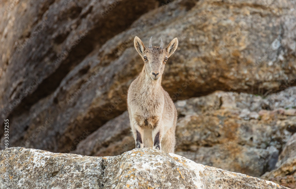 Spanish Ibex (Capra pyrenaica) female standing in rocky terrain, El Torcal de Antequera Spanish Ibex (Capra pyrenaica) female standing in rocky terrain, El Torcal de Antequera