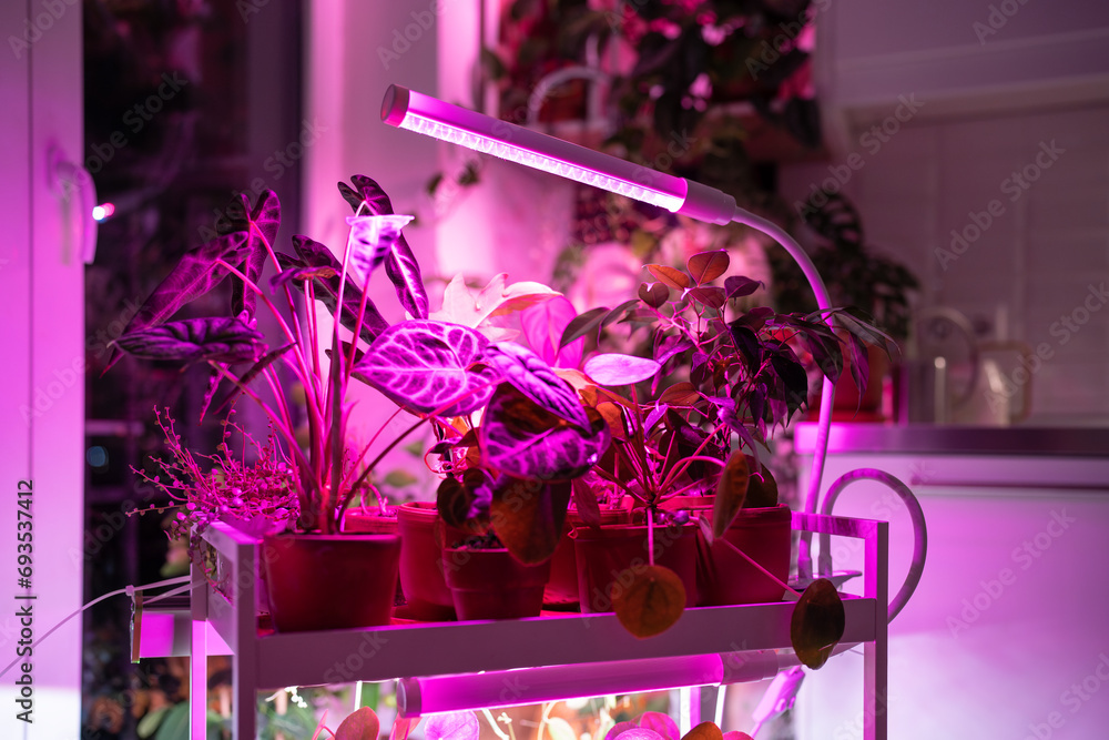Houseplant on cart under phyto lamp at home, making up for lack of real