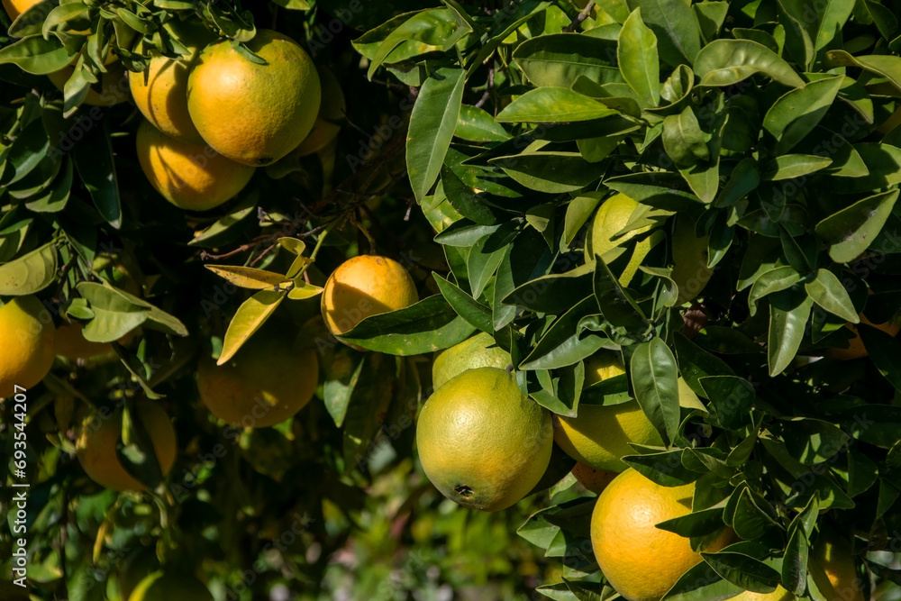 Orange tree with ripe oranges on a sunny day in Sicily, Italy
