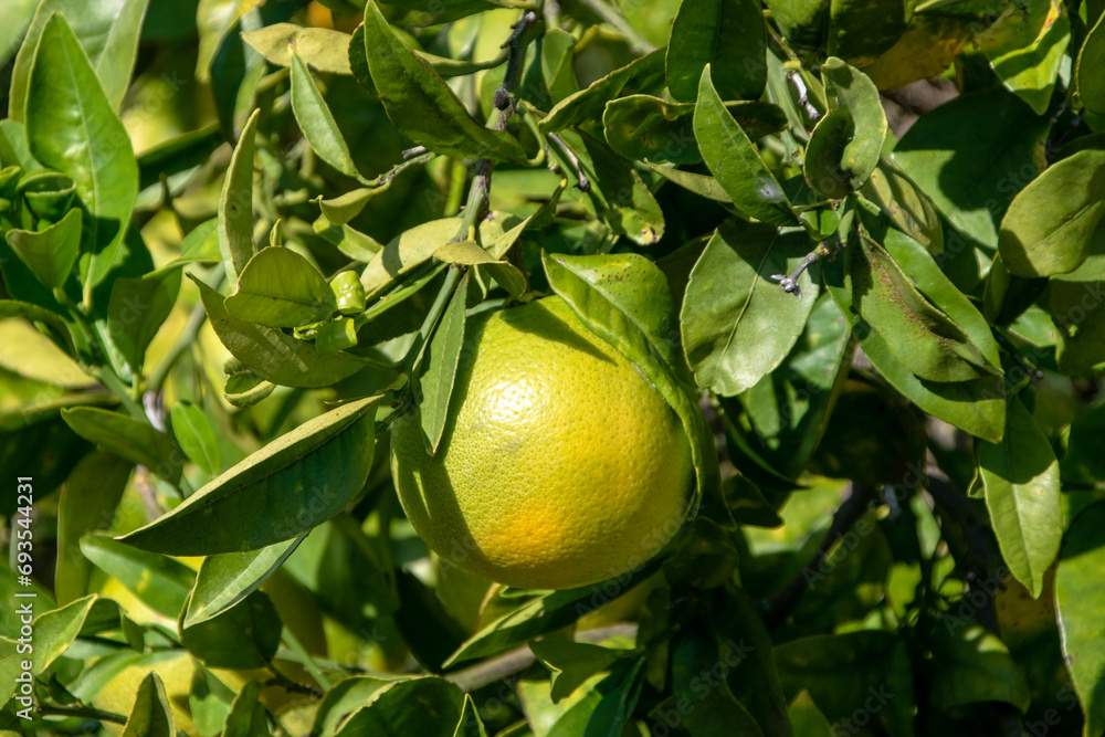 Grapefruit growing on a tree in the garden, close up