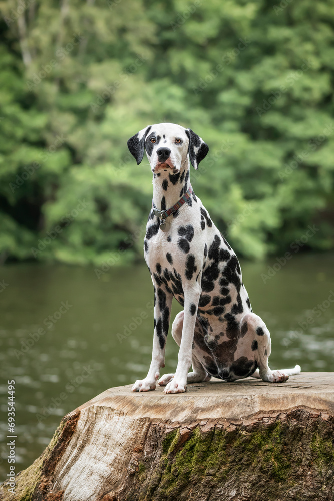Young Dalmatian Dog sitting on a tree stump in front of a water lake
