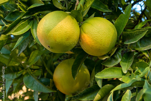 Ripe tangerines on the branches of a tree in the garden