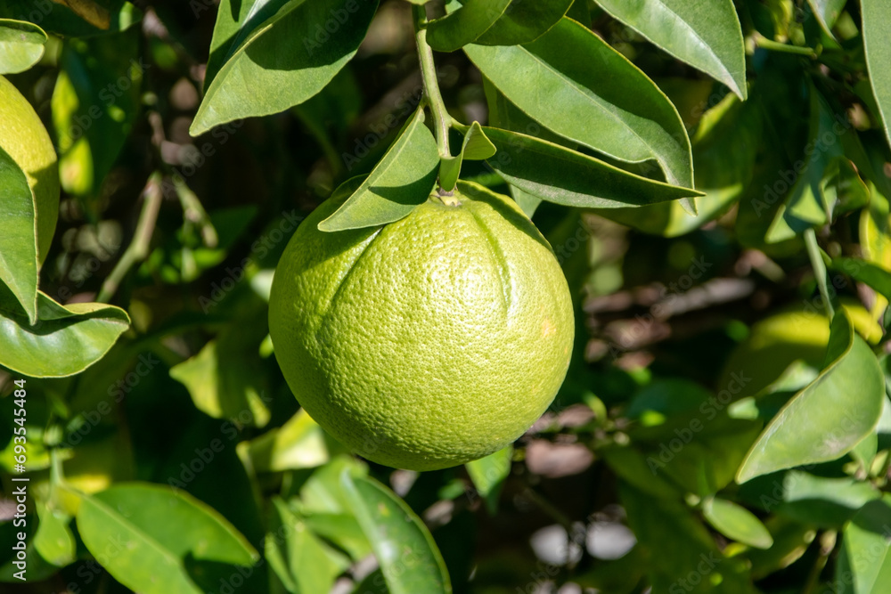 Green citrus fruit on the tree in the garden. Close-up.