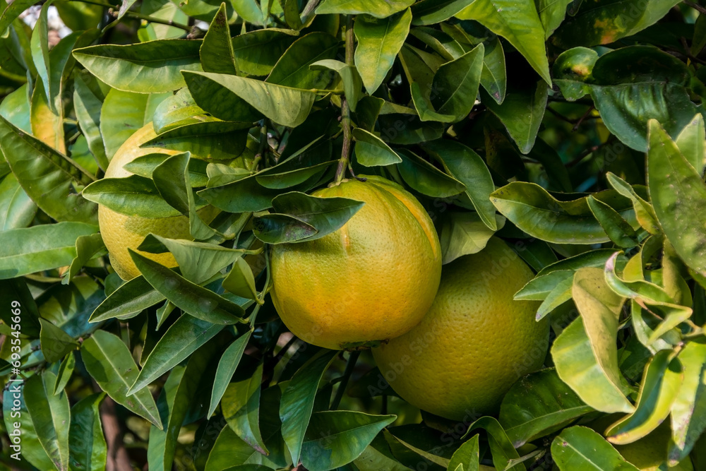 Grapefruits on the tree in the garden, Thailand.