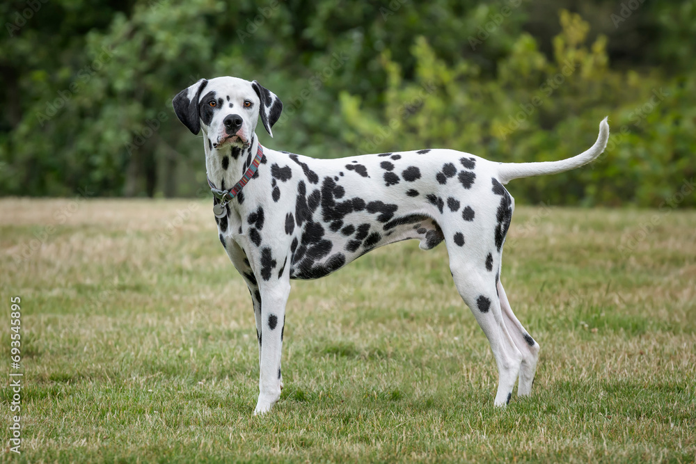 Young Dalmatian Dog standing and looking towards the camera in a field with trees behind
