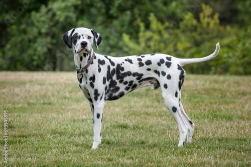 Young Dalmatian Dog standing and looking towards the camera in a field with trees behind