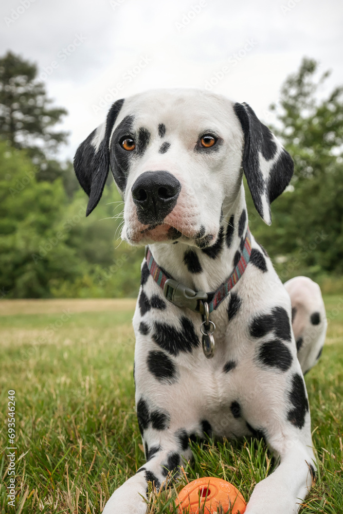 Young Dalmatian Dog close up laying down with his ball