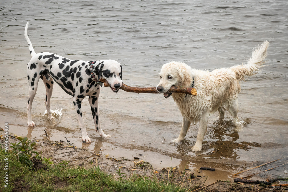 Dalmatian Dog and a White Golden Retriever share a wooden stick in a water lake Dalmatian Dog and a White Golden Retriever share a wooden stick in a water lake