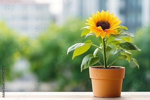 One sunflower plant in a pot on a tabletop blurred background.