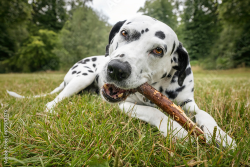 Dalmatian Dog close up chewing on a stick