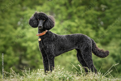 Black Standard Poodle standing looking at the camera at the top of a meadow