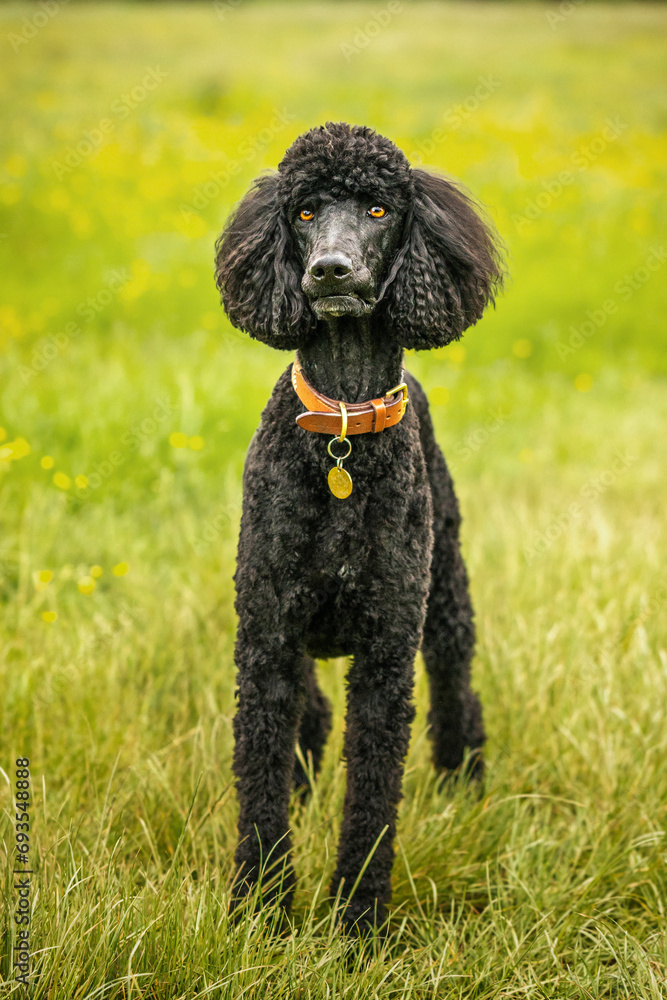 Black Standard Poodle standing in a meadow of yellow flowers Black Standard Poodle standing in a meadow of yellow flowers