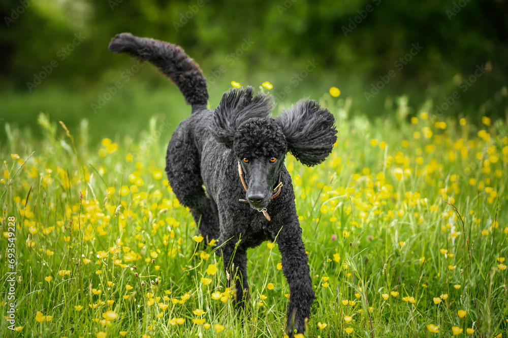 Black Standard Poodle running towards the camera with ears up in a meadow of yellow flowers Black Standard Poodle running towards the camera with ears up in a meadow of yellow flowers