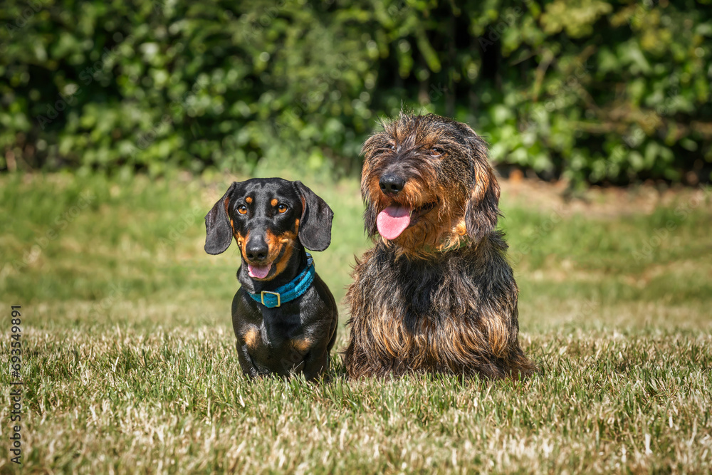 Wire haired long haired Dachshund and a black and tan Dachshund together Wire haired long haired Dachshund and a black and tan Dachshund together