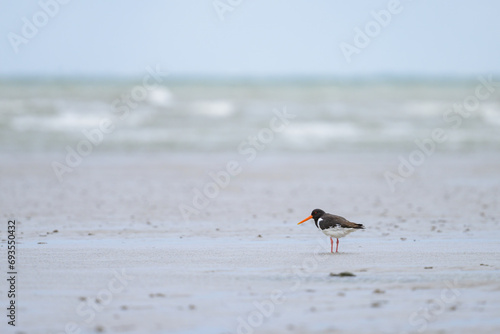 Eurasian Oystercatcher standing on the beach near water © Stefan