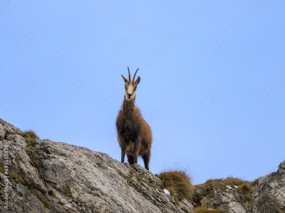 A chamois standing on rocks in the Austrian Alps A chamois standing on rocks in the Austrian Alps