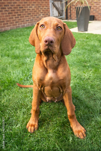 Vizsla puppy dog sitting looking up towards the camera in the garden