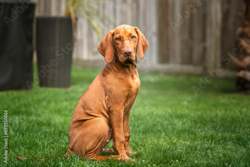 Vizsla puppy dog sitting looking towards the camera in the garden photo