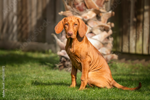 Vizsla puppy dog sitting looking towards the camera in the garden