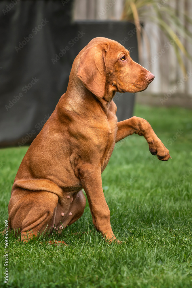 Vizsla puppy dog giving paw in the garden Vizsla puppy dog giving paw in the garden