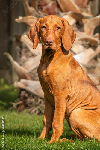 Vizsla puppy dog looking directly at the camera sitting in the garden