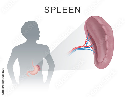 Illustration of the human spleen photo