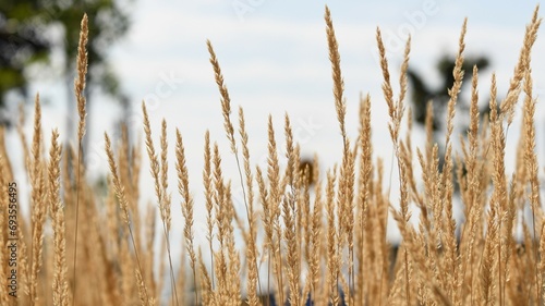 Close up of an ornamental cereal plant field (calamagrostis stricta, known as slim-stem small reed grass or narrow small-reed) against the sky photo