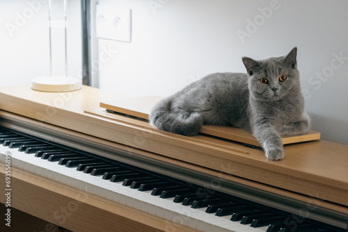 cat and piano