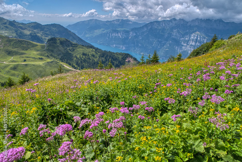 View of idyllic mountain scenery in the Alps with fresh green meadows in bloom on a beautiful sunny day in springtime. Hiking trail in Flumserberg region in Swiss Alps  Switzerland 