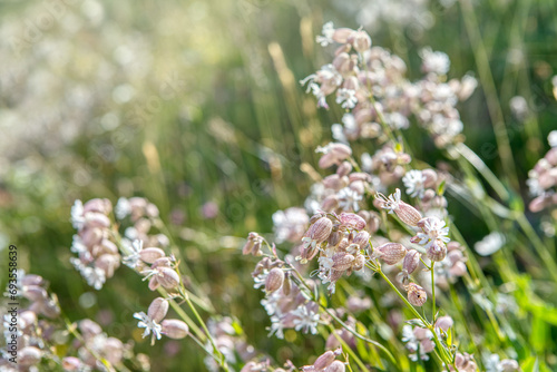 Beautiful flowers of the Bladder Campion in bloom in the Swiss Alps. Blossoms of Bladder Campion (Silene vulgaris). Meadow flowers springtime photo