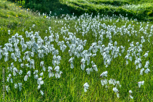Eriophorum angustifolium common cottongrass flowering plant, group of cottonsedge flowers in bloom on natural wild meadow photo
