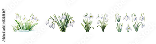 Watercolor snowdrop flower set. Vector illustration design.