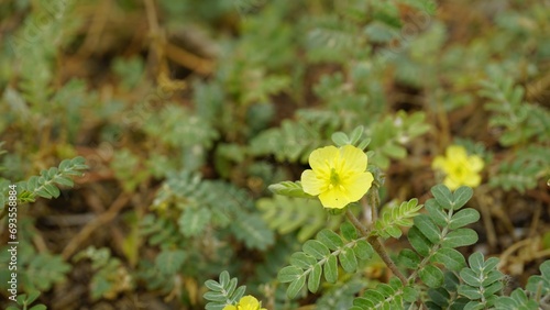 Schilderij op canvas flower of Tribulus cistoides Kingston buttercup, Burnut, Large yellow caltrop, P