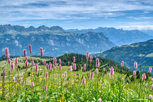 Beautiful flowers of the Bistorta Officinalis in bloom in the Swiss Alps. Blossoms of Bistorta Officinalis (Persicaria Bistorta), known as bistort, common bistort, European bistort or meadow bistort photo