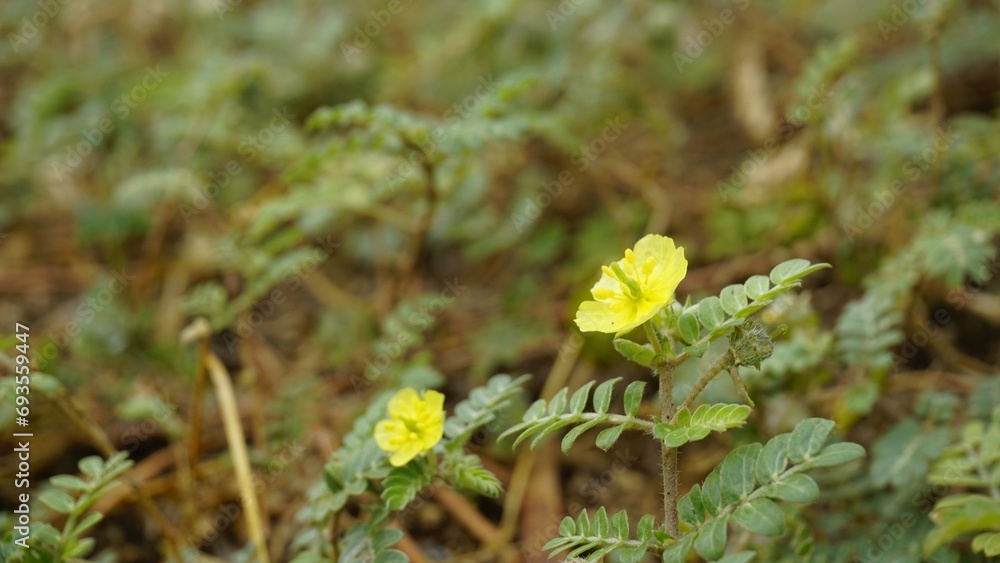 flower of Tribulus cistoides Kingston buttercup, Burnut, Large yellow caltrop, Pagode, Kill Bukra flower of Tribulus cistoides Kingston buttercup, Burnut, Large yellow caltrop, Pagode, Kill Bukra