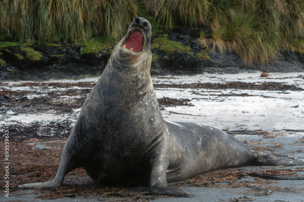 Fototapeta premium Eléphant de mer, Mirounga leonina, male, combat, Iles Falkland, Malouines