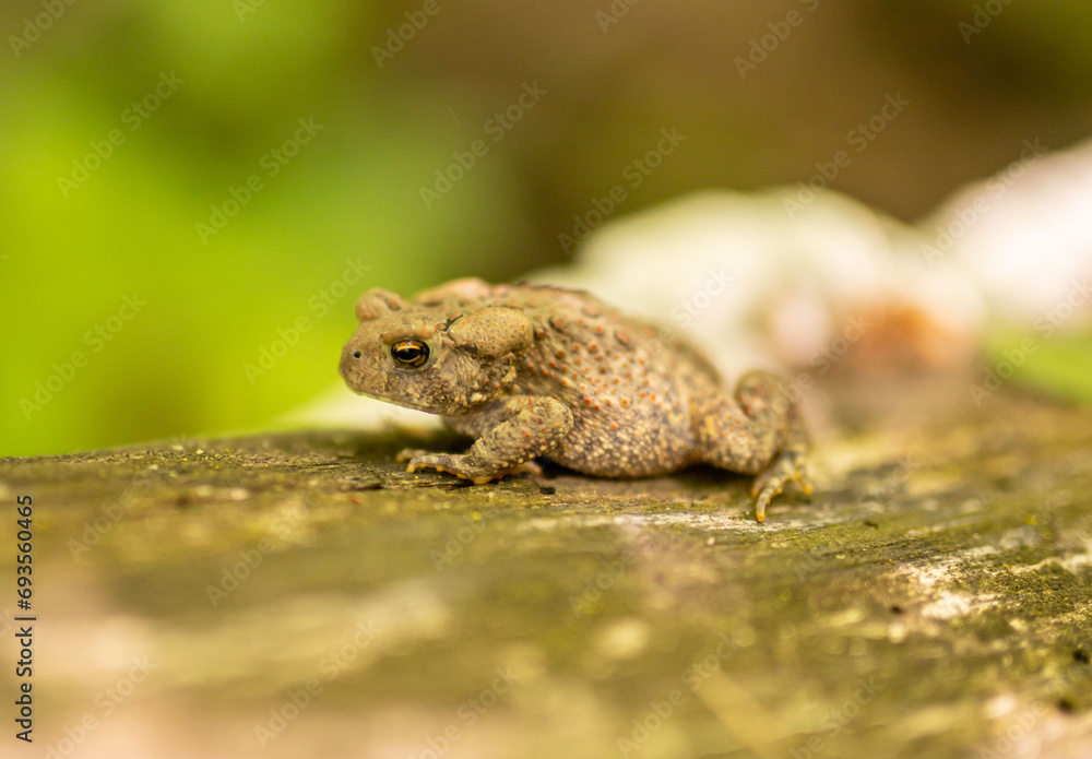 Obraz premium Toad