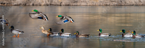 Wild Ducks and Waterfowl in Northern Arizona. Birds stopping through for winter.