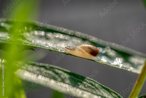 Amber snail, succinea putris, shell on a leaf photo