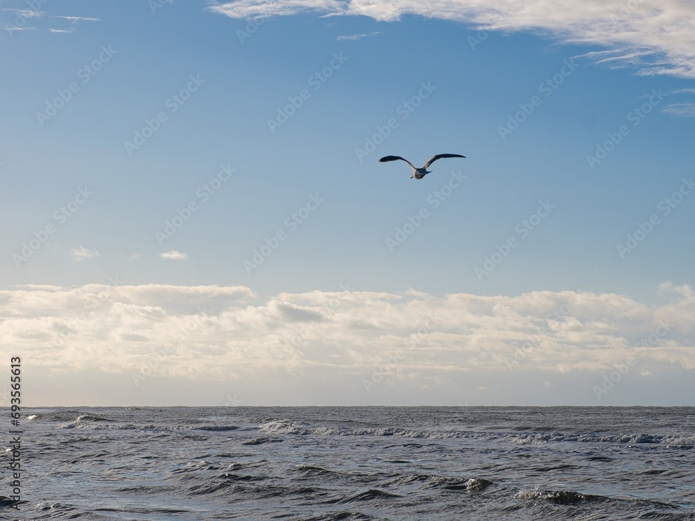 Blick auf eine Möwe an der niederländischen Nordsee