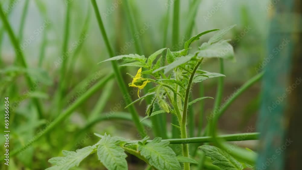 Growing organic tomatoes in a greenhouse. The tomato plant blooms and bears fruit in spring. Vegetarian food. Growing organic tomatoes in a greenhouse. The tomato plant blooms and bears fruit in spring. Vegetarian food.