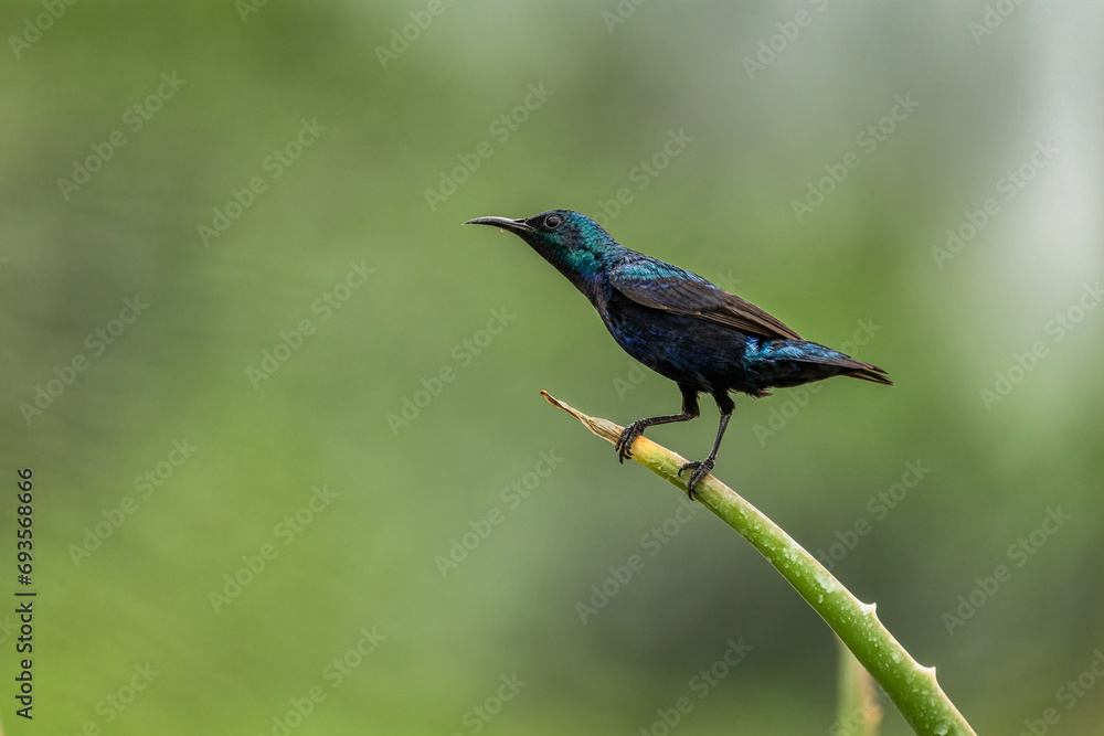 The purple sunbird is a small bird in the sunbird family found mainly in South and Southeast Asia but extending west into parts of the Arabian peninsula. The purple sunbird is a small bird in the sunbird family found mainly in South and Southeast Asia but extending west into parts of the Arabian peninsula.
