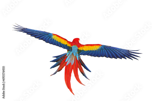 Beautiful feathers on the back of Scarlet Macaw parrot isolated on transparent background png file © Passakorn